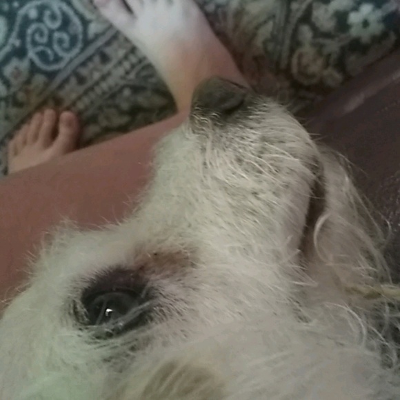 Meet your Posher, Sparrow - Picture 1 of 1